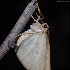 Neoterpes edwardsata