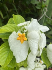Mussaenda