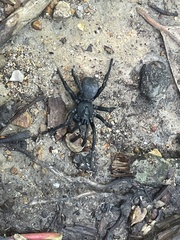 Cyclocosmia