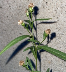 Symphyotrichum lanceolatum