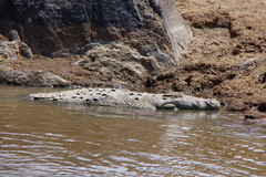 Crocodylus niloticus