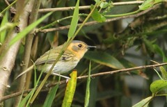 Poecilotriccus plumbeiceps