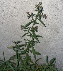 Symphyotrichum lanceolatum