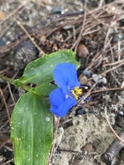 Commelina ensifolia