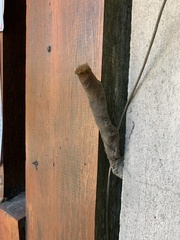 Nannotrigona testaceicornis