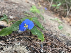 Commelina ensifolia