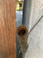 Nannotrigona testaceicornis