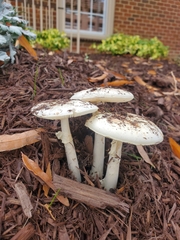 Amanita lavendula