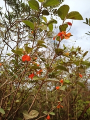 Helicteres