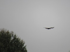 Caracara plancus
