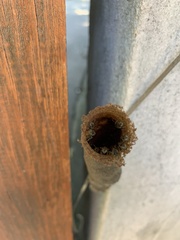 Nannotrigona testaceicornis