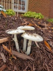 Amanita lavendula