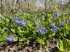Mertensia virginica