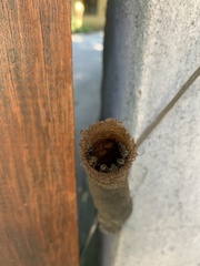 Nannotrigona testaceicornis