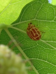 Neocalvia anastomozans