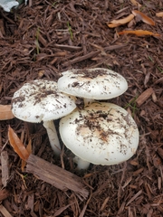 Amanita lavendula