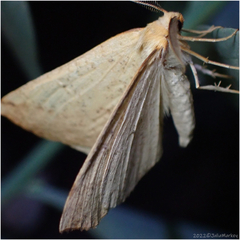 Neoterpes edwardsata