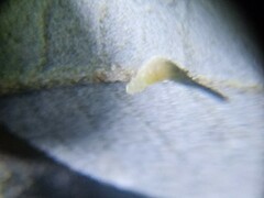 Contarinia ilicis
