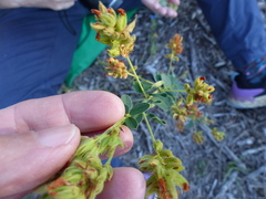 Lespedeza hirta