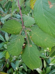 Rubus bifrons