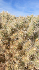 Cylindropuntia echinocarpa