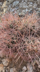 Homalocephala polycephala