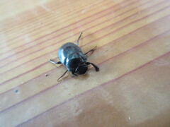 Canthon aequinoctialis