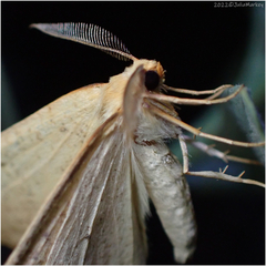 Neoterpes edwardsata