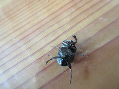 Canthon aequinoctialis