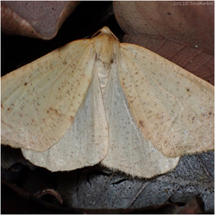 Neoterpes edwardsata