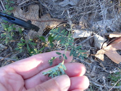 Phyllanthus abnormis