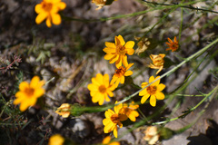 Adenophyllum