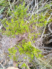 Arcytophyllum thymifolium