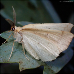 Neoterpes edwardsata