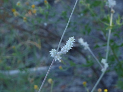 Froelichia floridana