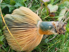 Lactarius chelidonium