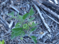 Physalis mollis