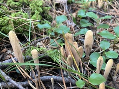 Microglossum olivaceum