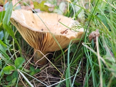 Lactarius chelidonium