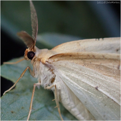 Neoterpes edwardsata