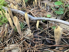 Microglossum olivaceum