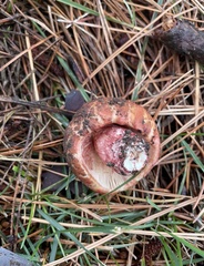 Russula ventricosipes