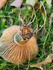 Lactarius chelidonium