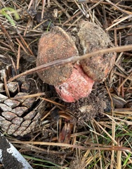 Russula ventricosipes