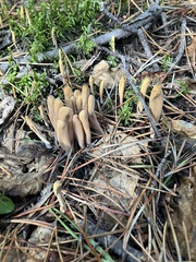 Microglossum olivaceum