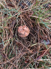 Russula ventricosipes