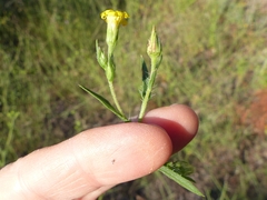Croptilon rigidifolium