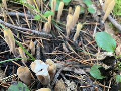 Microglossum olivaceum