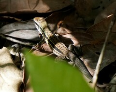 Ameiva praesignis