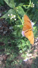 Dryas iulia moderata